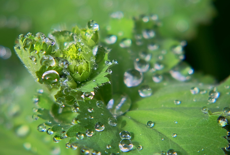 drops, nature, Dew, tau, green Color, leaf, wi, raindrop, environment, macro, close-up, freshness, liquid, backgrounds, wet, water, photo, plant, drop