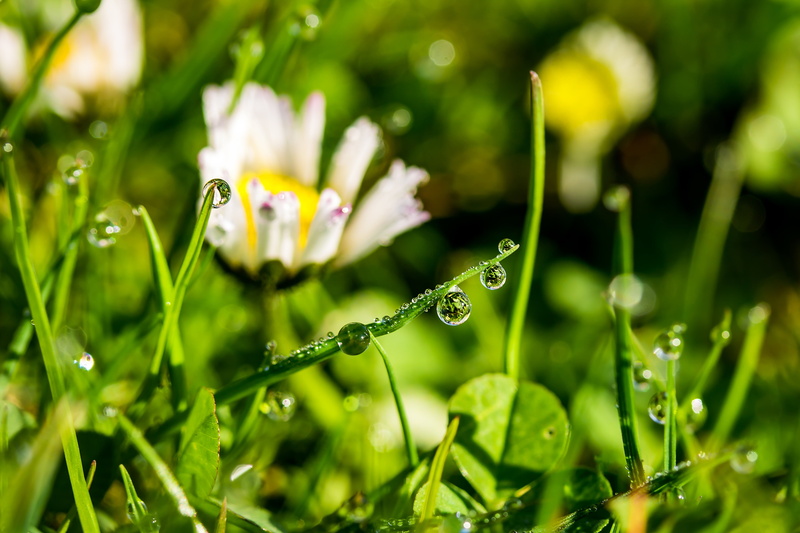 meadow, drops of morning dew, flowering plant, drop, rainy season, fragility, outdoors, 5K, dew, morgentau, drip, green color, nature, grass, growth, dewdrop