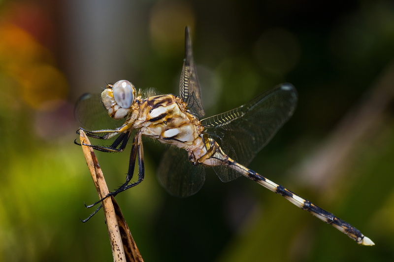 outdoors, tau emerald, bug, insect, animal body part, macro, close-up, focus on foreground, twig, animals in the wild, 5K, day, plant, animal wildlife
