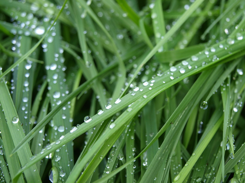 relaxing, background, green grass, nature, wassertrofpen, purity, leaf, grass with dew, freshness, grass, dew drops, leaves, close-up, morning, series