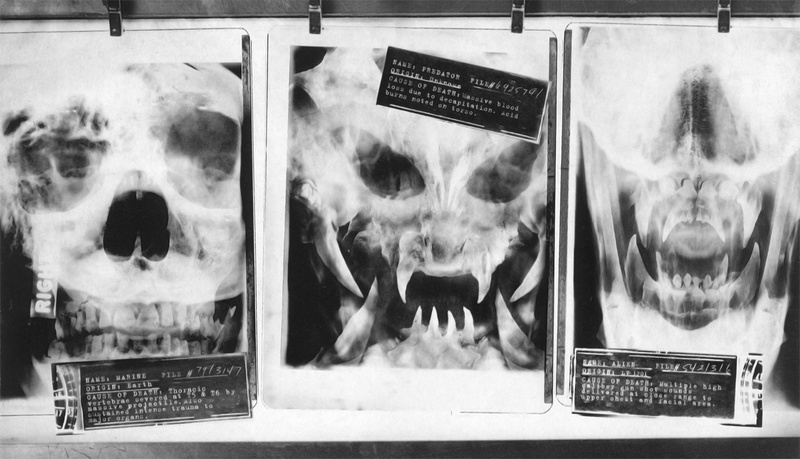 skeleton, close-up, western script, government, human skeleton, bone, arts culture and entertainment, 1080P, Predator, healthcare and medicine, text, one animal