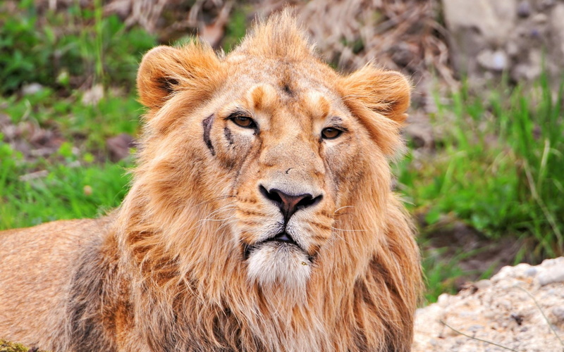 Wildlife, Lion, Big Cat, Cats, 1080P, Scar, predator (Animal), Animal