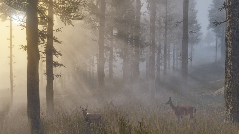 Animal, Red Dead, Red Dead Redemption, Red Dead Redemption 2, Forest, 1080P