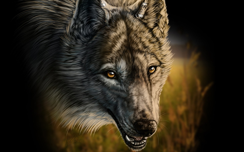 1080P, fangs, art, wolfroad, grass, wolf