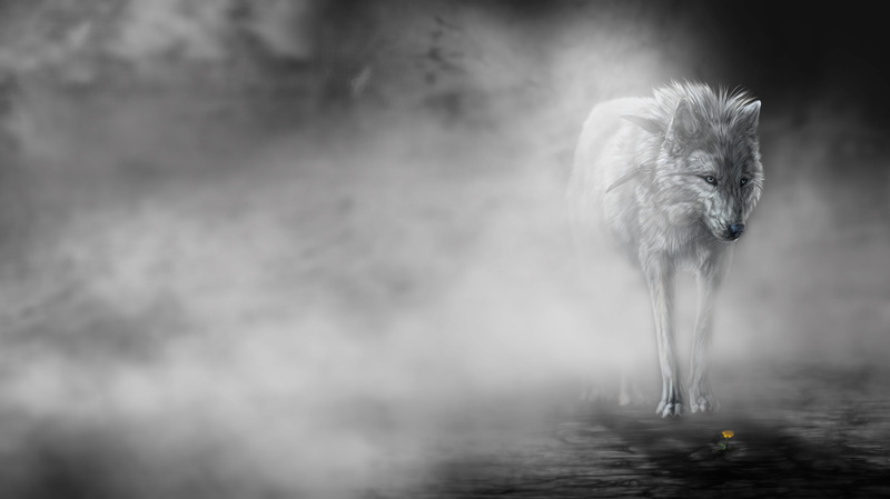 Wolf, pets, nature, close-up, digital, looking, water, domestic, animals In The Wild, fur, animal themes, 4K, carnivore, animal wildlife, one Animal