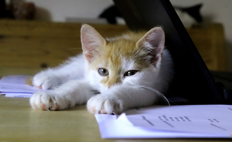 5K, rest, no people, domestic cat, white, chill out, nature, looking, paper, work, one animal, mammal, focus on foreground, domestic animals, papers, desk