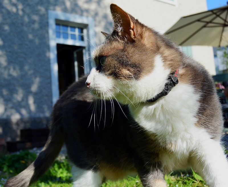 domestic, 2K, no people, domestic cat, feline, looking, whisker, pets, vertebrate, mieze, close-up, animal head, focus on foreground, stretched, cat, fur