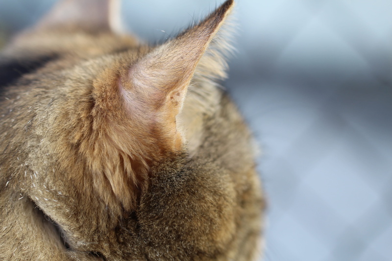 domestic cat, tense, view, ears, cat, eyes closed, no people, brown, whisker, mammal, stretched, tipped ears, tabby, hairs, animal, animal hair, pet, relaxation