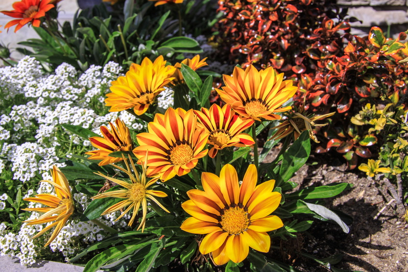 gazania, handsome, day, close-up, the day of knowledge, school, september 1, nature, botany, no people, flowers, pollen, flower head, freshness, lessons