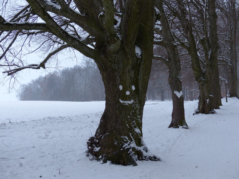 way of edge of the forest, heart, tranquil scene, no people, 4K, away, hiking, tribe, covering, snow, field, snowy, scenics - nature, snowing, cold, lindenallee