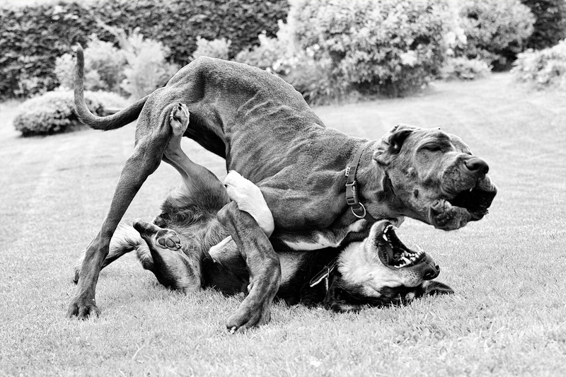 dog, animal behavior, one animal, Judo, vertebrate, day, group of animals, two animals, aggression, Match, pets, nature, full length, mouth open, focus on foreground