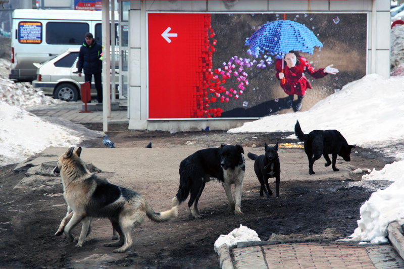 domestic animals, animal, many, umbrella, street, 4K, vagrant, animal themes, motor vehicle, red, canine, people, transportation, dog, group of animals