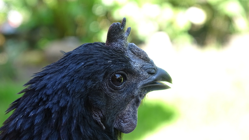 hen, profile view, close up, animal head, animal, focus on foreground, animal body part, bill, plumage, animal themes, rarely, one animal, black, ayam cemani