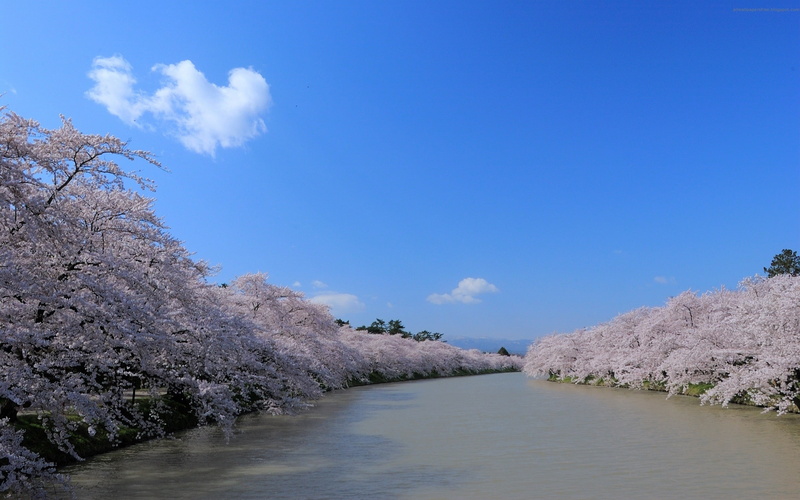 water, nature, cloud - sky, blue, sakura, season, flower, day, tranquil scene, landscape, turning, cherry tree, growth, outdoors, winter, 2K, branch, scenics - nature