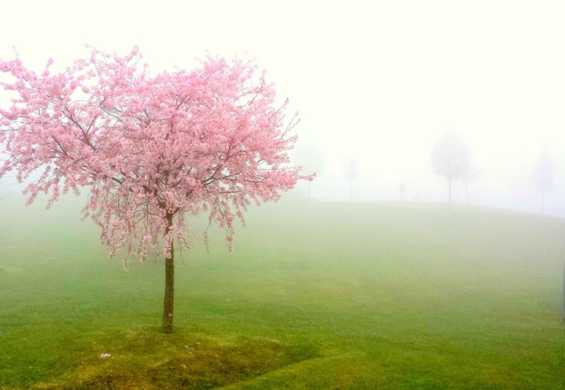 nature, beauty in nature, flovers, no people, outdoors, tranquil scene, cherry tree, fragility, cherry blossom, land, blossom, flowering plant, tranquility