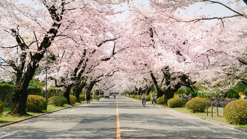 growth, 8K, treelined, pink color, day, outdoors, branch, springtime, diminishing perspective, cherry tree, freshness, plant, transportation, flower, nature