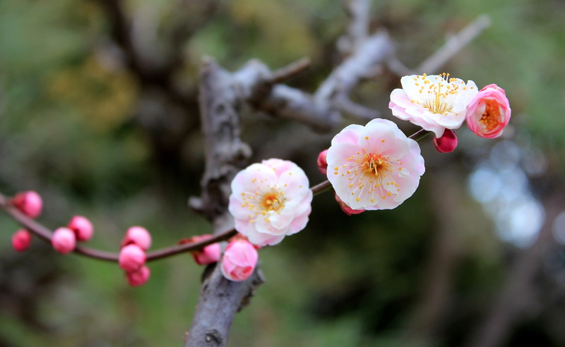 plum blossom, no people, pollen, flower head, Spring, 2K, cherry blossom, close-up, freshness, branch, focus on foreground, beauty in nature, day, flowering plant
