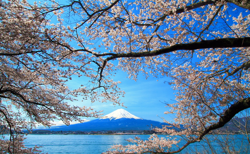 Fuji, Blue, 4K, Japan, sakura, tranquil scene, trees, snow, tree, mountain, plant, day, Flower, no people, cherry blossom, springtime, mount, outdoors