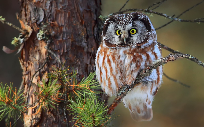 Branches, Tree, 1080P, Owl, Little