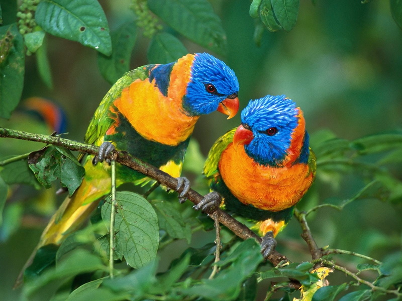 720P, Little, Tree, Cute, Two, Parrot