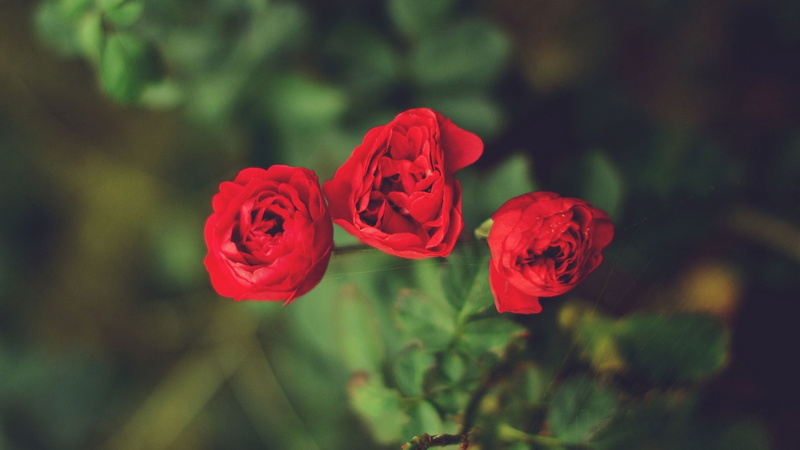plants, freshness, flower, focus on foreground, yellow, vulnerability, decor, petal, plant, red flowers, nature, rose - flower, flowering plant, flower head