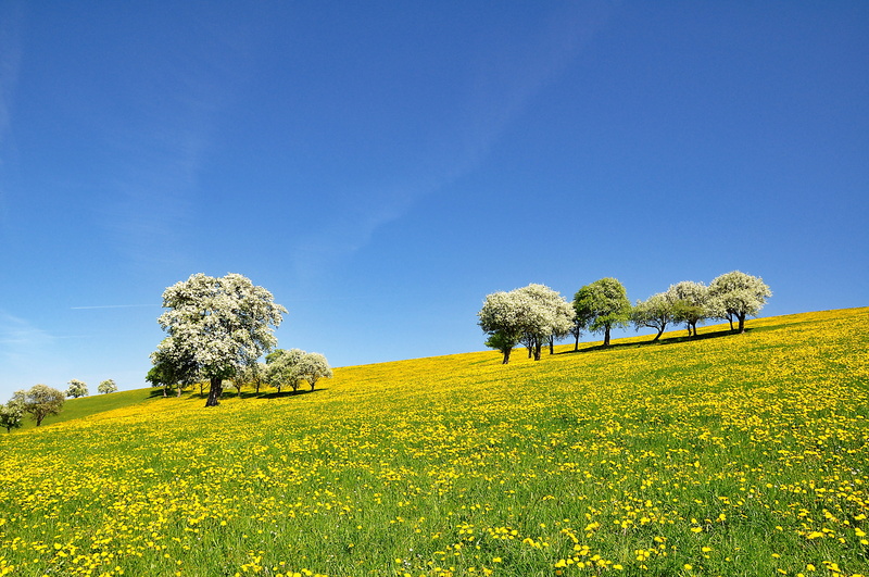 land, scenics - nature, flowering time, flowering pear trees, blue sky, plant, 4K, tranquility, tree, environment, no people, springtime, pear blossom