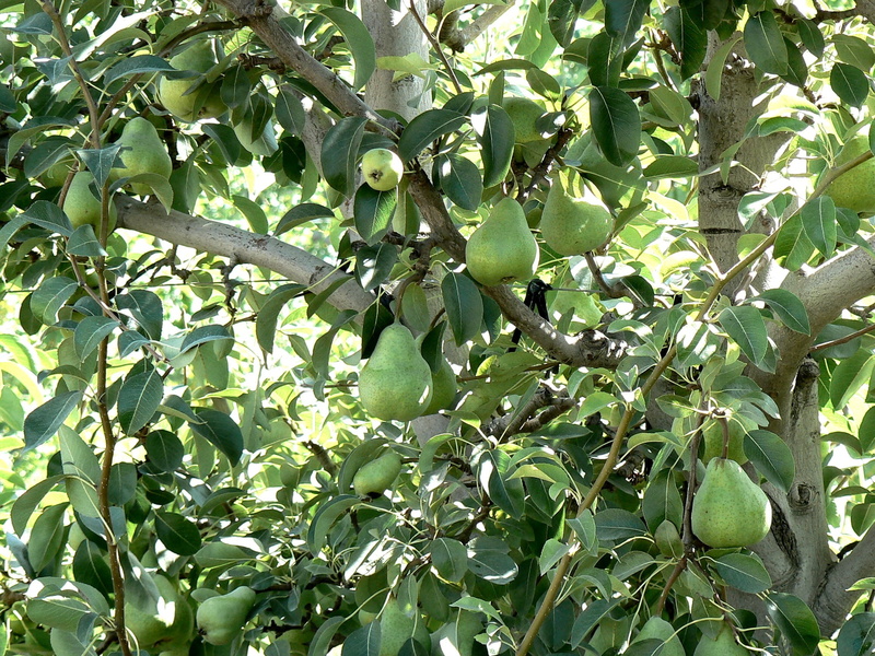day, ripe, fruit, food and drink, plant, abundance, green, wellbeing, plant part, leaf, fruit tree, backgrounds, tree, farm, food, summer, branch, nature