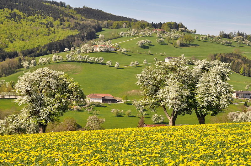 spring, land, blossom, meadow, dandelion meadow, 4K, farm, house, landscape, environment, scenics - nature, field, yellow, flowering pear trees, growth