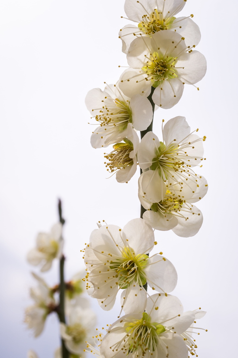 clear sky, white flowers, growth, scented, branches, flower head, freshness, flower, cherry blossom, 2K, plant, wood, flowers, bunch of flowers, springtime