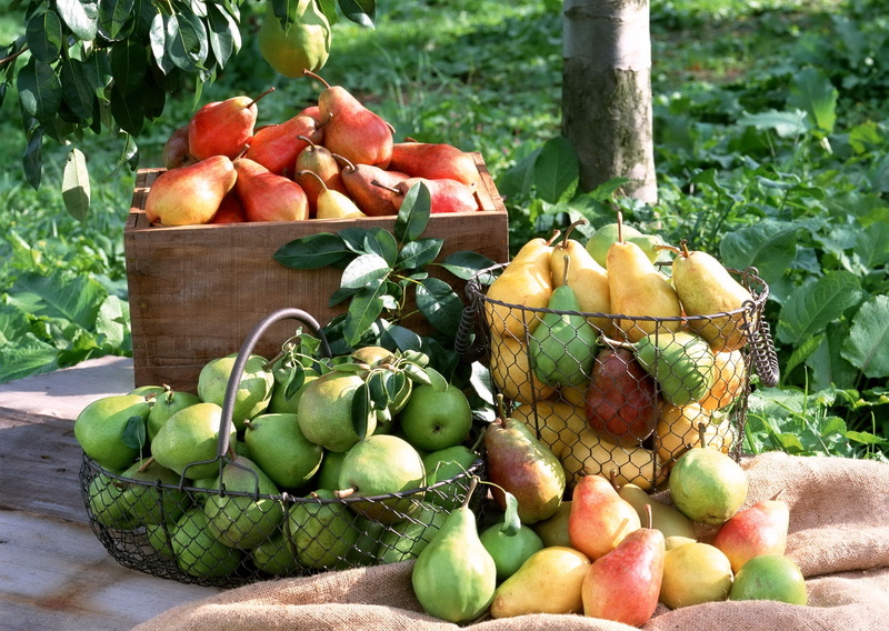 variation, harvesting, 1080P, outdoors, agriculture, gardening, vegetarian Food, no people, pear, wood - Material, apple - Fruit, vegetable Garden, ripe