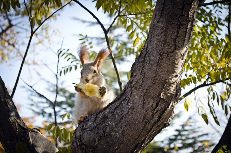PROTEIN, whisker, no people, BRANCHES, day, mammal, nature, BARK, animal, branch, low angle view, EARS, TRUNK, one animal, PEAR, 1080P, outdoors, FOOD