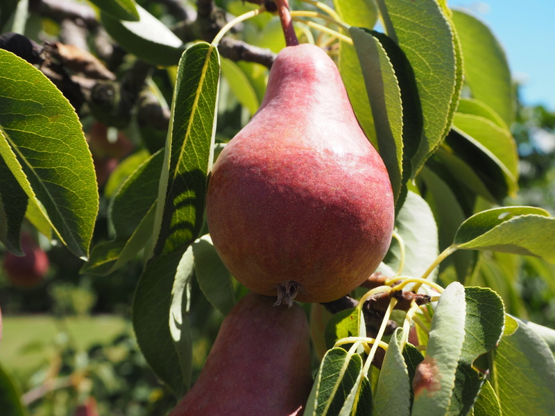 no people, day, vitamins, healthy eating, energy, branch, raw, food and drink, delicious, plant, growth, 4K, bio, pear, close-up, pear tree, apple tree