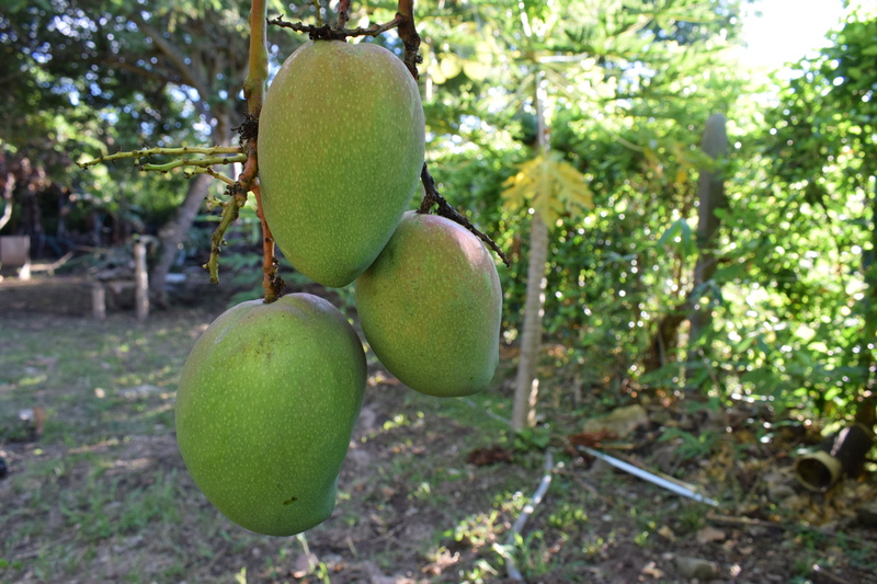 no people, pear, land, fruit, plant, tree, colombia, food, healthy eating, tropical fruit, 5K, nature, close-up, freshness, focus on foreground, food and drink