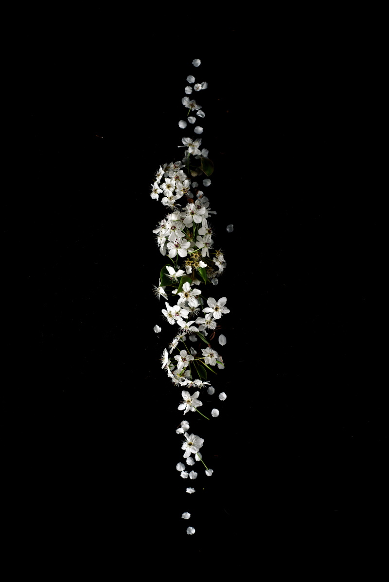 lot, shape, floral, food, herb, white, cut out, healthcare and medicine, motion, nature, indoors, focus, spring, simple, falling, petal, line, flower, bradford pear