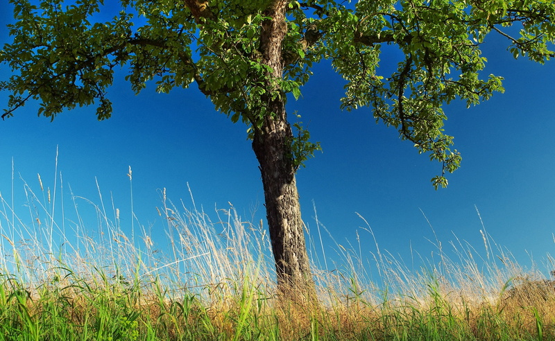 2K, landscape, sunlight, environment, land, day, clear sky, no people, scenics - nature, beauty in nature, leafed, plant, Spring, rural scene, Seasons