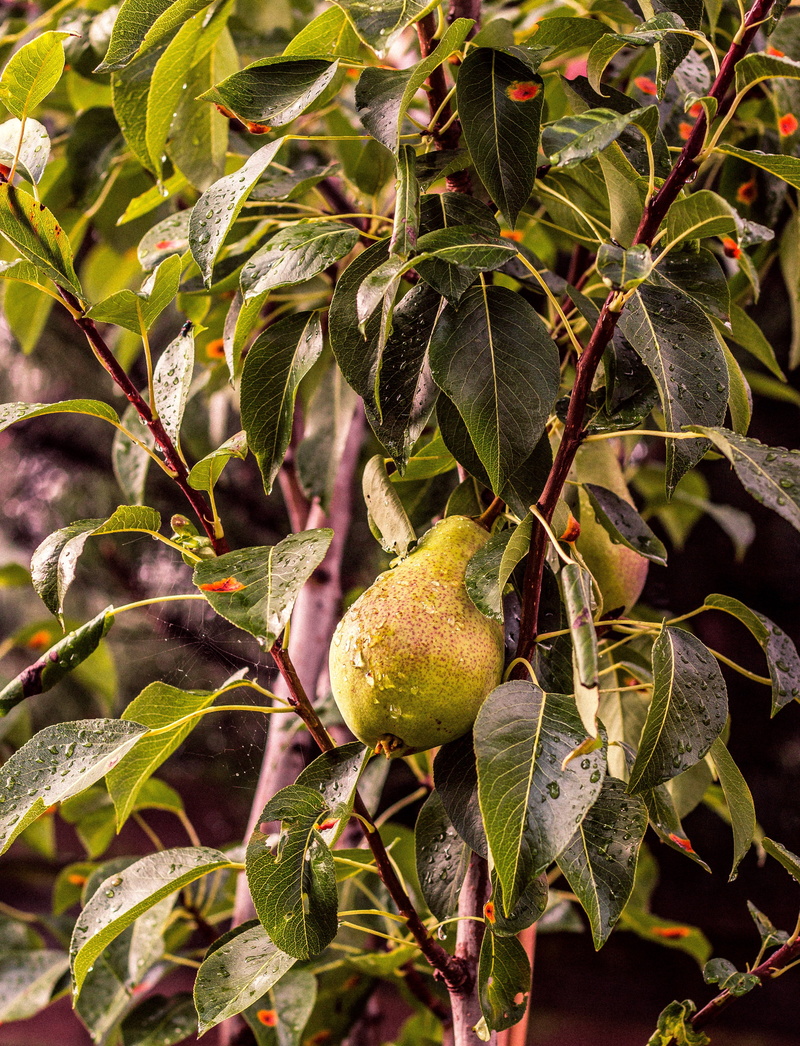 drops, plant part, branch, food, wellbeing, healthy eating, no people, agriculture, beauty in nature, tree, fruit, outdoors, food and drink, green, freshness