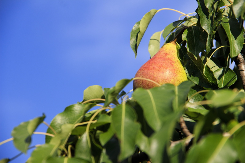 plant part, freshness, leaf, vitamins, nature, fruit, pear, healthy eating, selective focus, blue, tree, ripe, plant, close-up, healthy, food, green color
