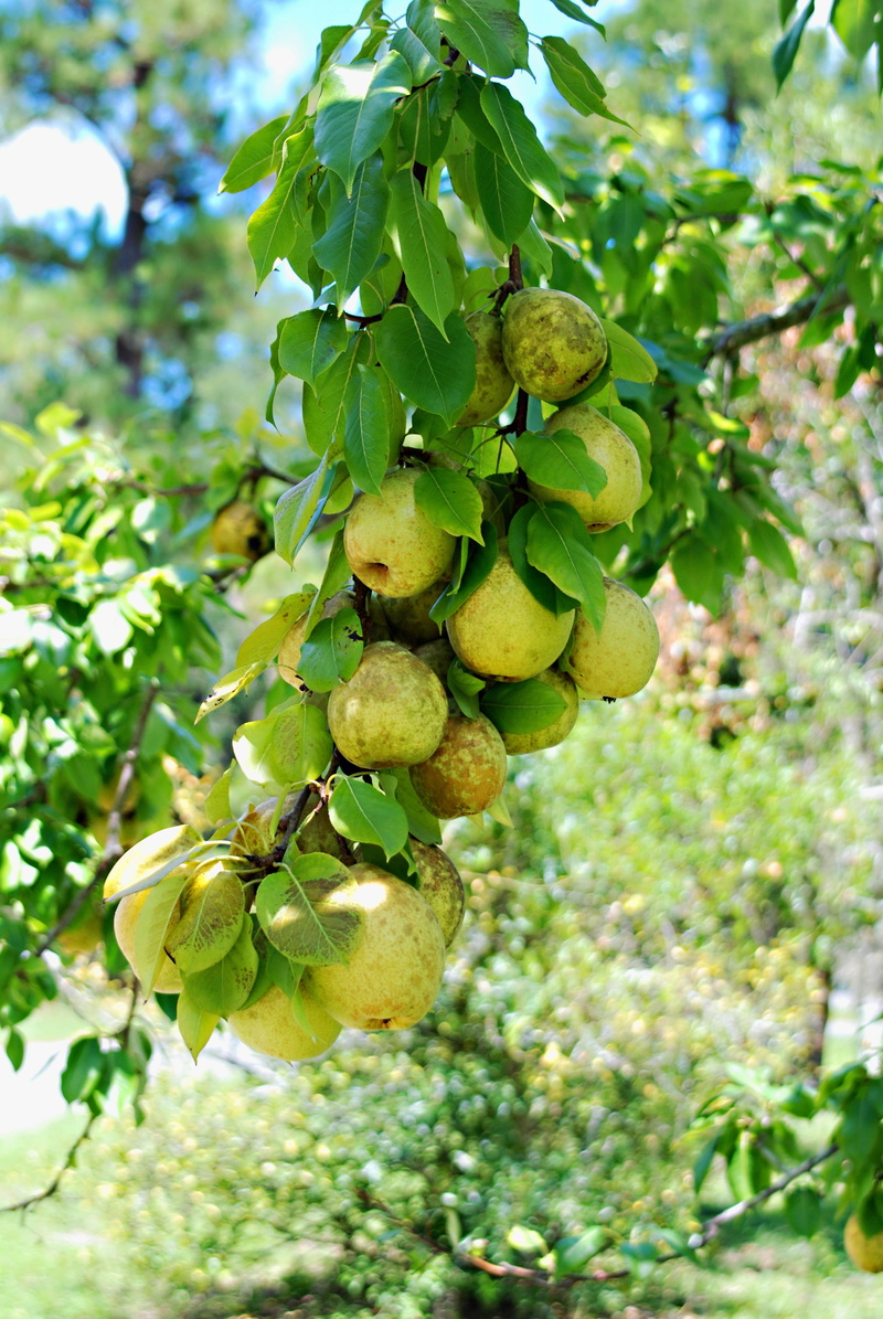 green color, plant part, food and drink, nature, colorful, freshness, wellbeing, pears, close-up, ripe, fruit, low angle view, focus on foreground, day