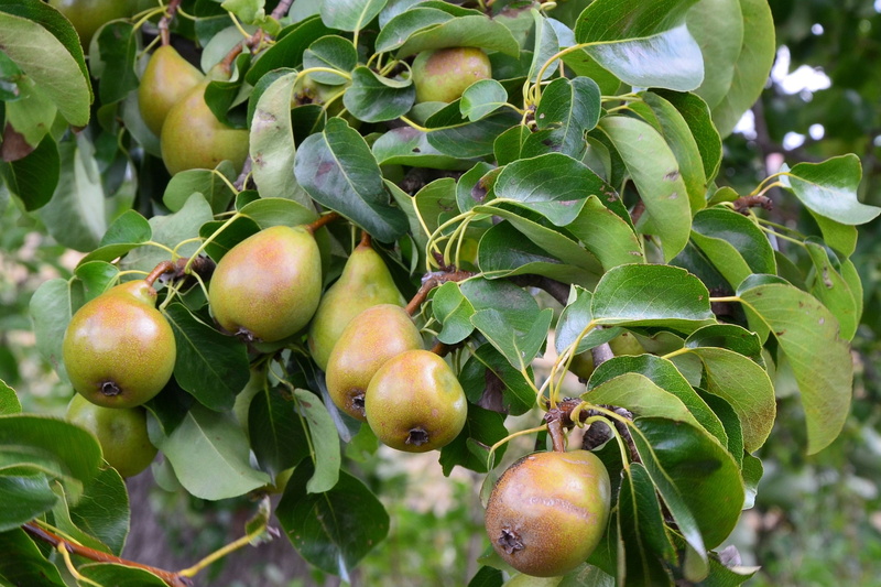 close-up, no people, outdoors, 2K, growth, Summer, day, ripe, nature, healthy eating, fruit tree, food, agriculture, Branch, plant, Tree, Fruit, Pears