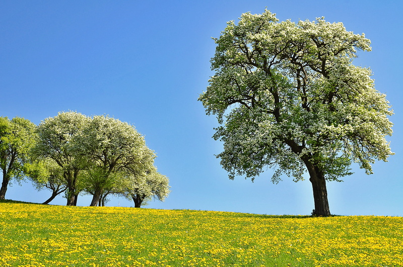 yellow, tranquil scene, dandelion meadow, rural scene, meadow, blossom, trees, land, no people, spring, blue sky, flowering pear trees, flowering time