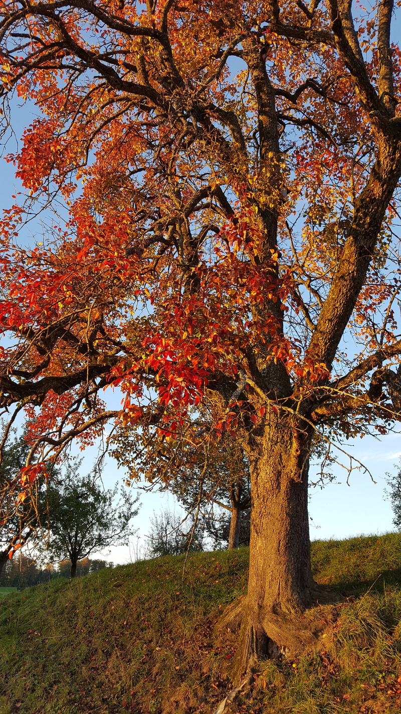 trunk, 5K, change, orange color, outdoors, land, light, no people, sky, scenics - nature, plant, colorful, fall, pear, tree trunk, low angle view, natural condition
