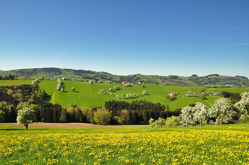 land, scenics - nature, flower, landscape, blossom, 4K, springtime, no people, dandelion, field, outdoors, agriculture, tranquility, sky, pear blossom
