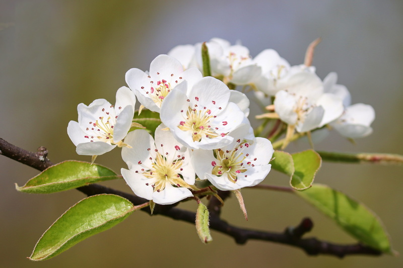 blossom, outdoors, springtime, bloom, 5K, plant, no people, close-up, flowers, branch, beauty in nature, twig, plant part, fruit tree blossom, detail