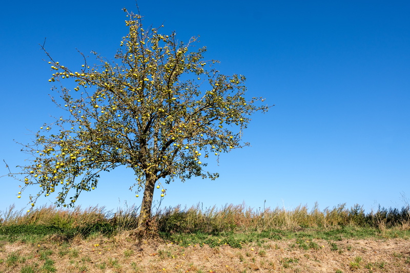 land, springtime, 5K, autumn, blue, day, landscape, apple, nature, grass, no people, field, tree, environment, pears, non-urban scene, flower, fruit, fruit tree