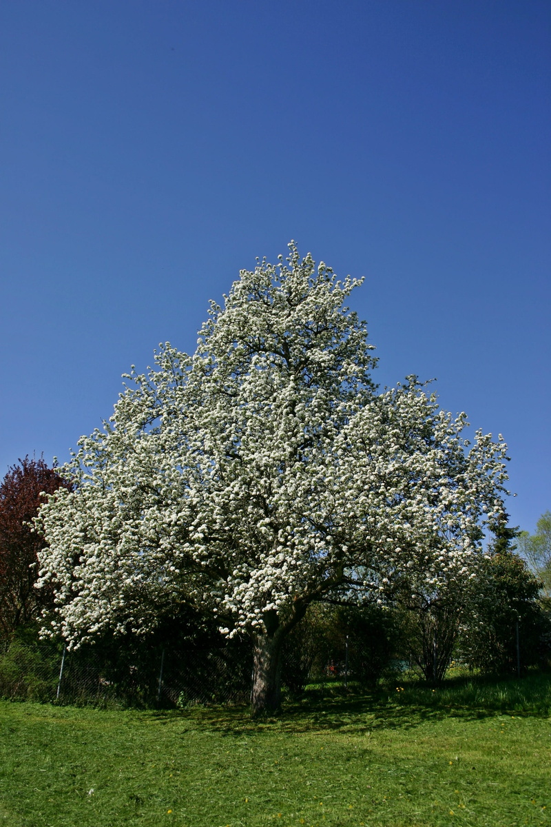 scattered fruit trees, pome fruit, cherry blossom, baden württemberg, grass, no people, Nature, field, green Color, bloom, flower, growth, landscape, tranquility