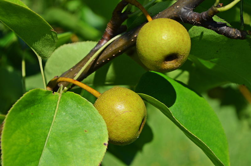 no people, focus on foreground, close-up, fruit tree, plant, vegetation, ripe, fruit, 4K, nature, Pear, beauty in nature, plant part, food and drink, food