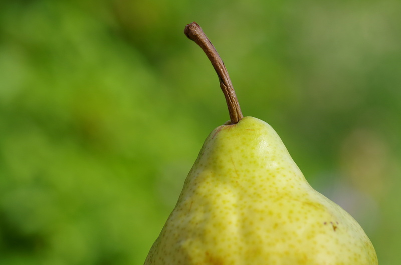 outdoors, fruit, food and drink, organic, fruits, no people, windfall, yellow, food, beauty in nature, green color, day, healthy eating, growth, frisch