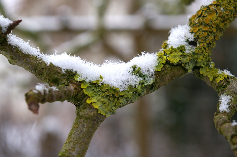 plant, log, close-up, old pear tree, cold temperature, outdoors, lichen, winter, forest, close, ice, gnarled, winter magic, tree, 2K, day, covering, white