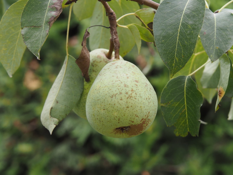 no people, pear, pear tree, naturkost, wellbeing, fruits, market, tree, fruit, plant part, late summer, growth, vegetarian, day, hanging, plant, food and drink