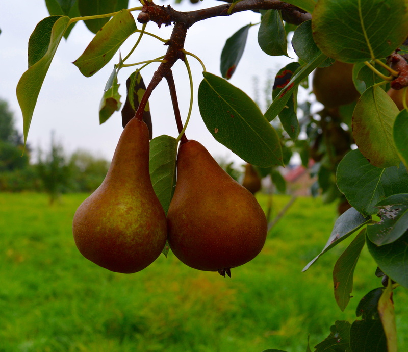 summer, orchard, farm, food And Drink, Pears, Ripe, Pear, no people, healthy Eating, frisch, growth, hanging, fruit tree, nature, day, agriculture, Sweet